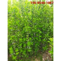 北海道黄杨价格高度1.2米1.5米北海道黄杨 规格齐全