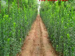 丛生北海道黄杨 果树苗木 工程苗木 北海道黄杨小苗