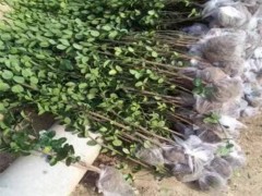 北海道黄杨 高度2米2.5米高规格成活率高 带土球发货