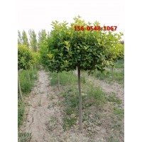 出售工程苗木 绿化苗木 60公分高杆卫矛苗木基地