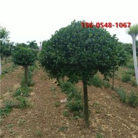 60公分、 80公分高杆卫矛球 1米高杆卫矛规格全