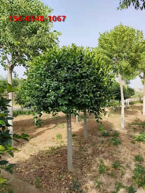高杆卫矛球规格全高度 2米、2.5米高杆卫矛球苗木
