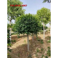 高杆卫矛球规格全高度 2米、2.5米高杆卫矛球苗木