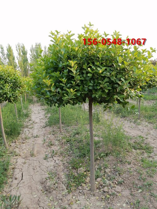 80公分高高杆卫矛球1.8米、2米高杆卫矛球 成活率高