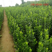 北海道黄杨供应 含种植养护技术指导 工程配套