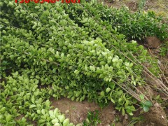 护坡绿化北海道黄杨 耐贫瘠抗倒伏 泰安基地批量供应