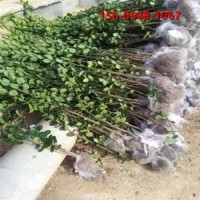 基地直供  北海道黄杨小苗 带土球发货 现货充足