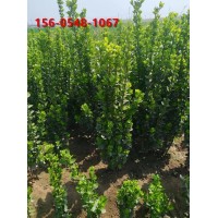 精品北海道黄杨 丛生北海道黄杨 1.5米北海道黄杨