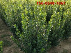 基地直供 丛生北海道黄杨 2.2米2.5米北海道黄杨