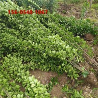 北方供应苗木 果树苗木 北海道黄杨 价格优惠