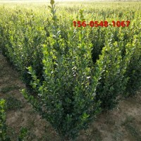 80公分北海道黄杨高度 1米、1.5米北海道黄杨