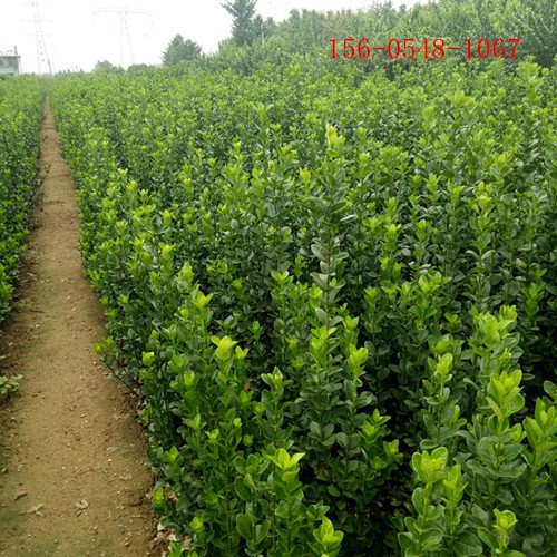 北海道黄杨批发 80cm   2m 2.5m规格 实地看苗