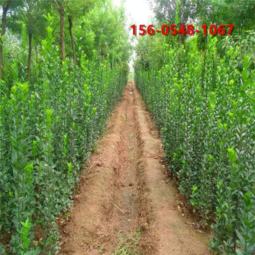 庭院绿化北海道黄杨 高度齐全 树形好 常年供应