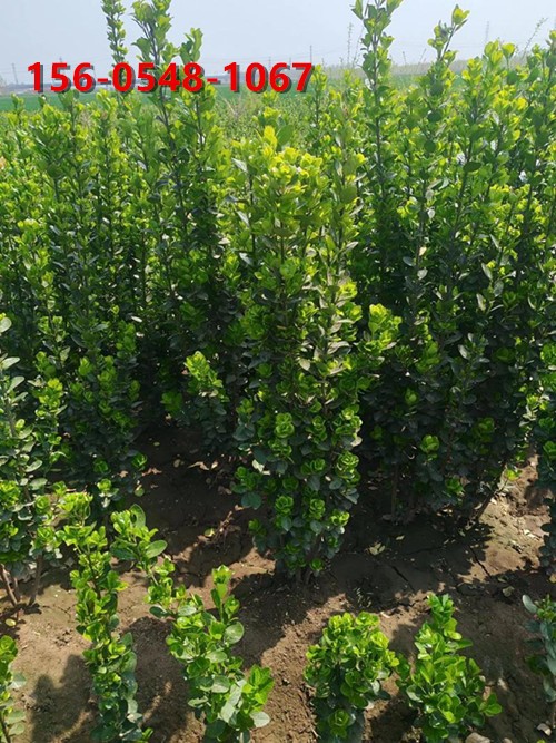 庭院绿化北海道黄杨  北海道黄杨各规格齐全 基地一手价