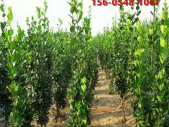 泰安基地北海道黄杨 全规格低价供应丛生北海道黄杨