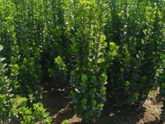 常绿北海道黄杨   高度 2.5m 北海道黄杨 苗圃批发